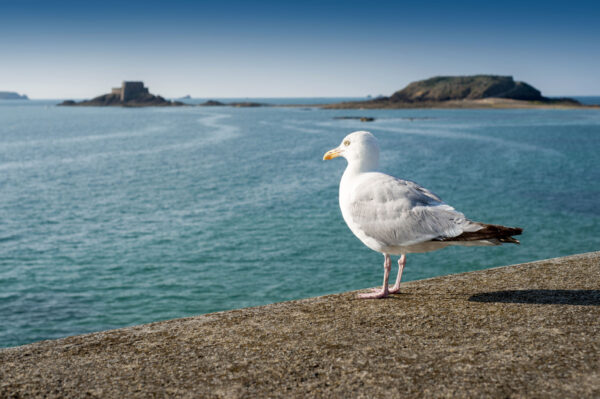 Bretagne – Bild 2